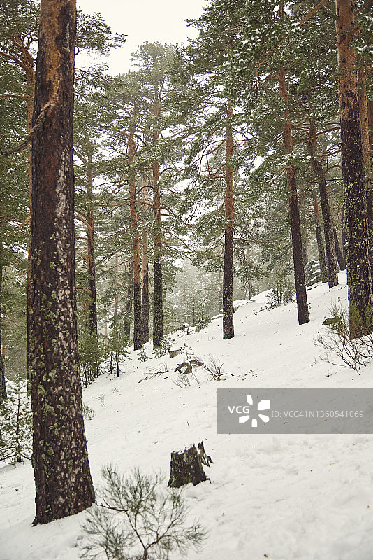 美丽的雪山森林自然景观图片素材