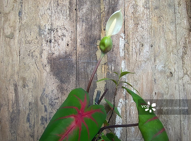 热带彩叶芋之美图片素材