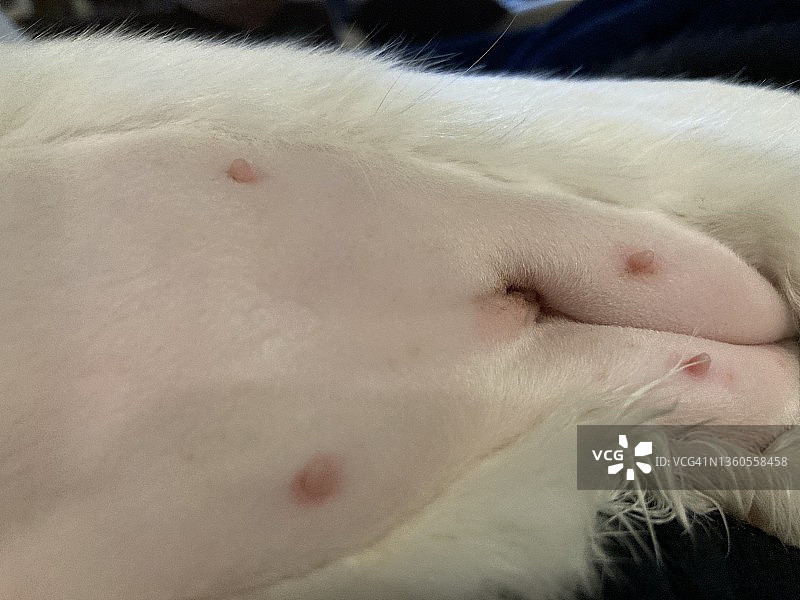 小猫剃毛后的腹部和术后恢复中的伤口图片素材