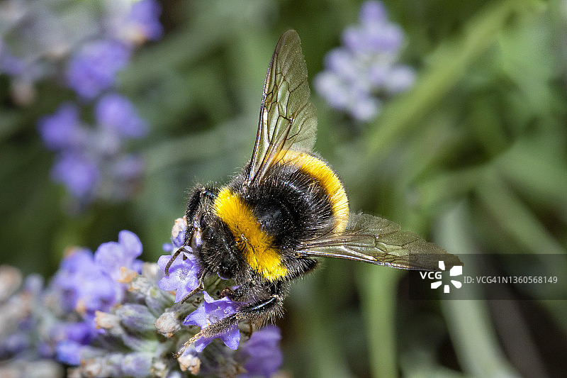 熊蜂（Bombus）图片素材