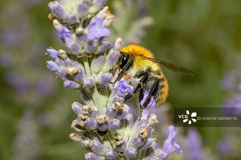 熊蜂（Bombus）图片素材