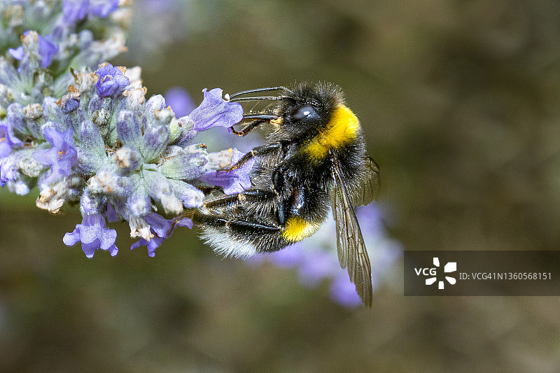 熊蜂（Bombus）图片素材