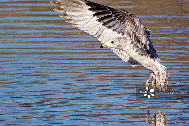 降落中的加州海鸥特写图片素材