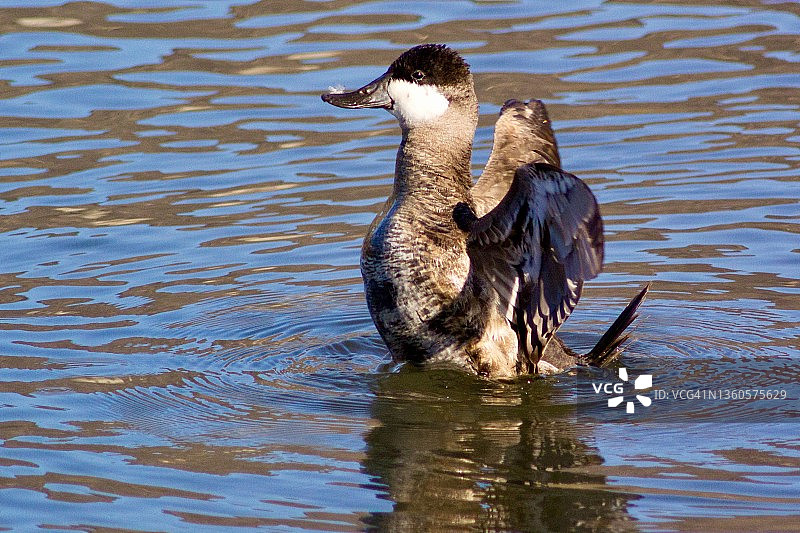 在水中拍打翅膀的雄性红鸭图片素材