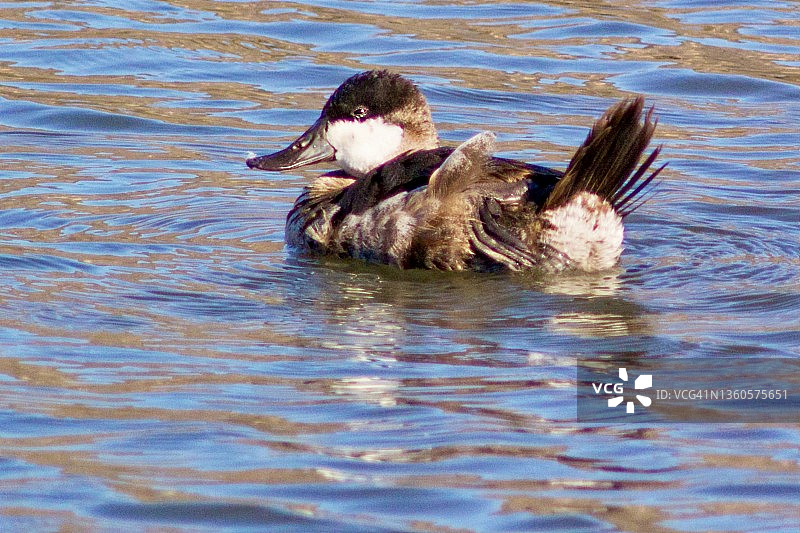 漂浮的棕硬尾鸭用脚挠痒图片素材