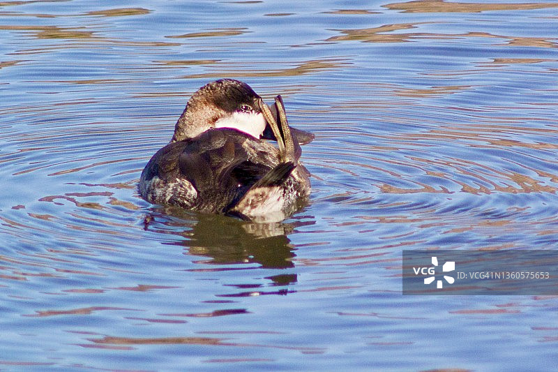漂浮的红鸭用脚挠头图片素材
