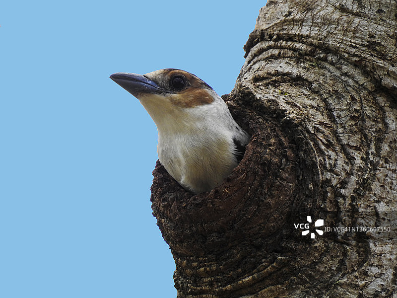 黑顶蒂拉雀图片素材
