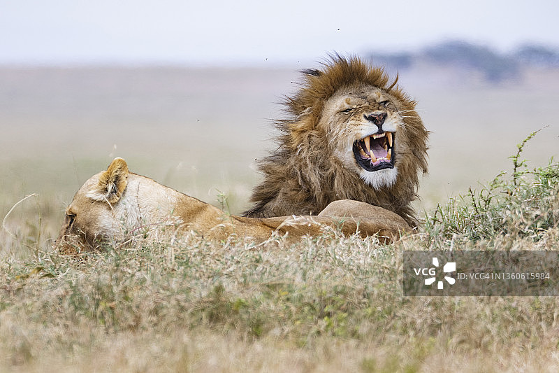 雄狮展示裂唇嗅反应图片素材