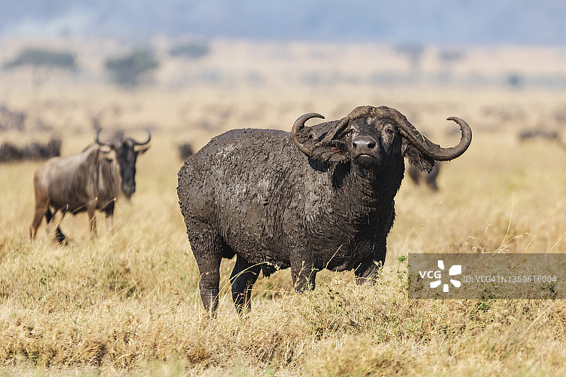 满身泥土的非洲角水牛图片素材