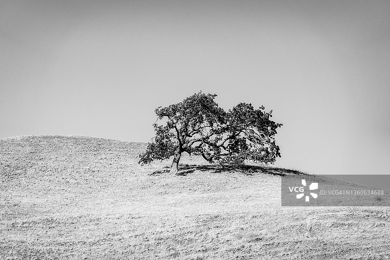 山坡上的单棵树图片素材