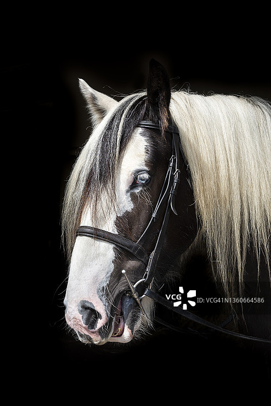 彩色长鬃马图片素材
