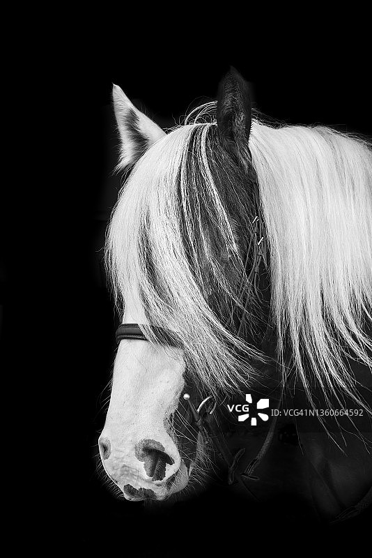 彩色长鬃马图片素材