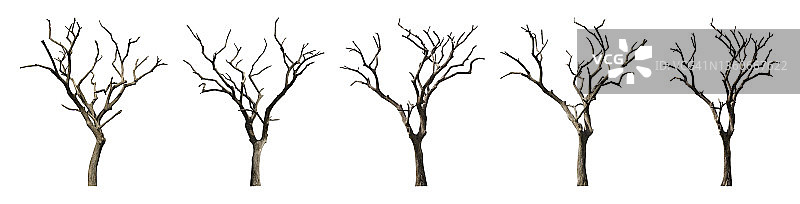 白色背景下的裸树合集，带裁剪路径图片素材
