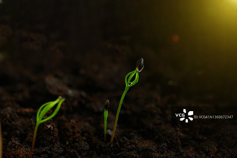 阳光下的发芽种子微距特写图片素材