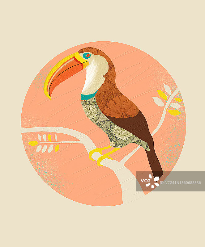 波西米亚风巨嘴鸟图片素材