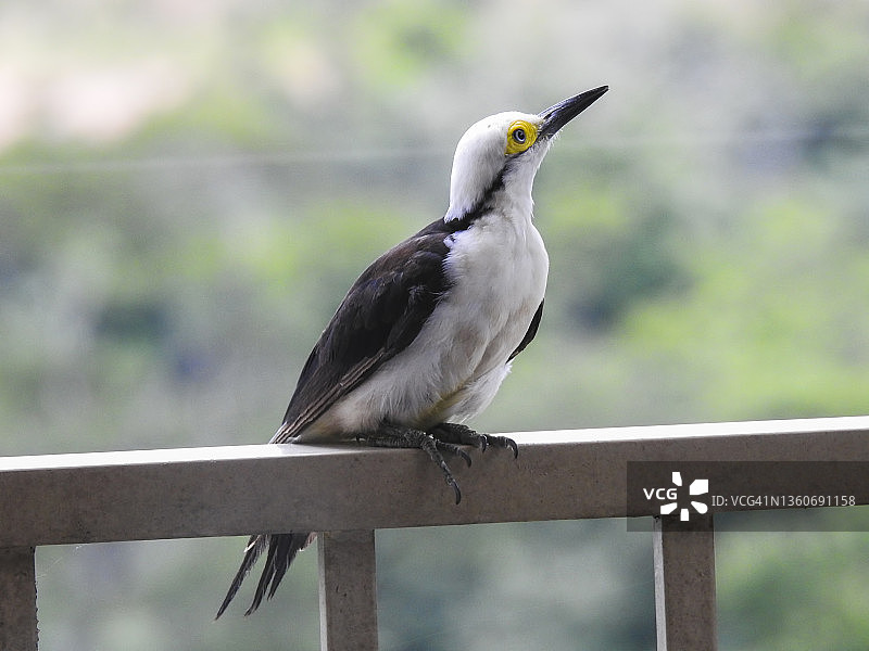 巴西啄木鸟：白啄木鸟图片素材