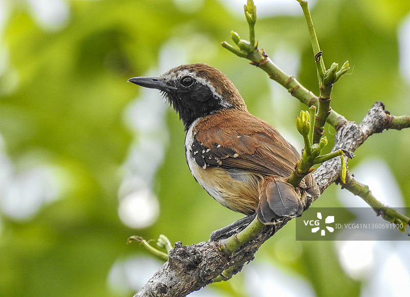 巴西红蚁鹪莺图片素材
