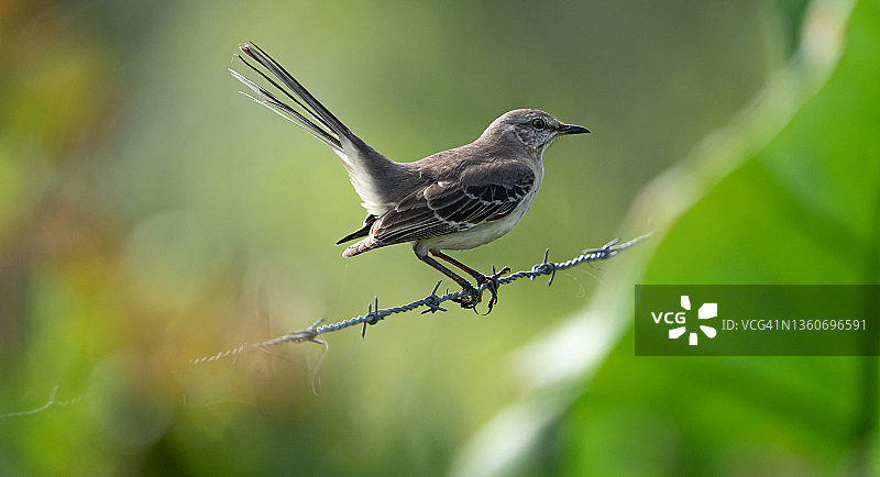 栖息在带刺铁丝网上的反舌鸟图片素材