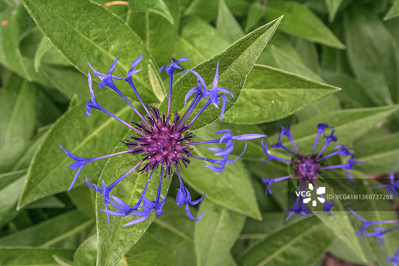 多尔县图片素材