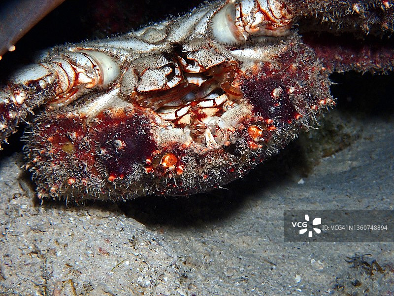 大开曼岛加勒比海帝王蟹图片素材