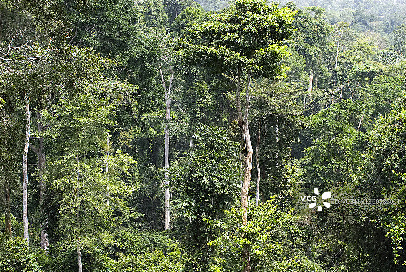 加纳西非卡库姆国家公园的热带森林图片素材