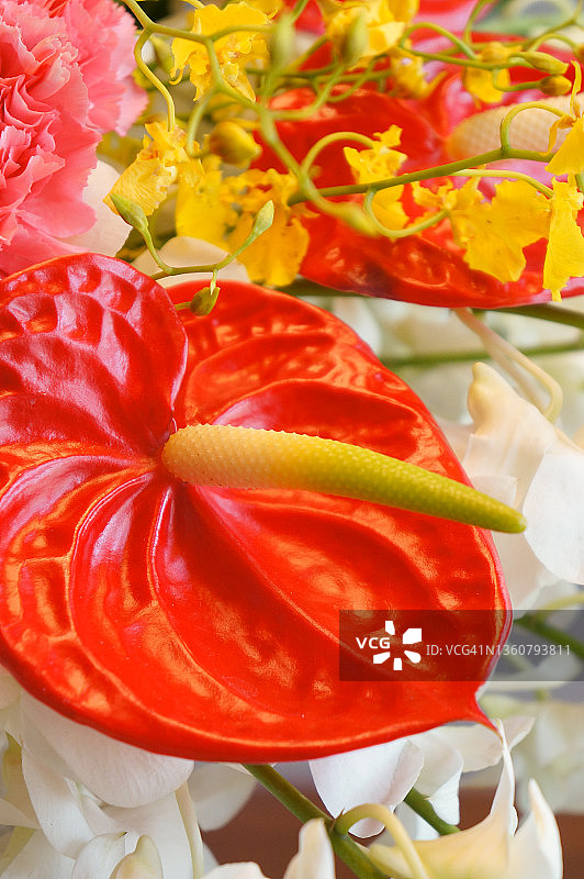 红色花烛花朵特写图片素材