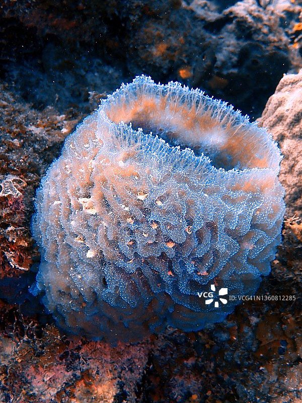 大开曼群岛的蔚蓝海绵生物图片素材