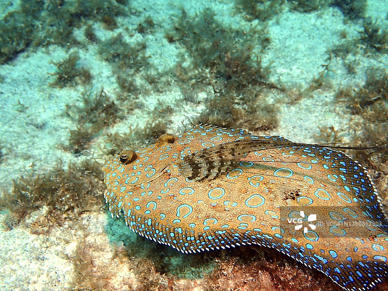 在西湾灯塔角/Divetech拍摄的孔雀比目鱼图片素材