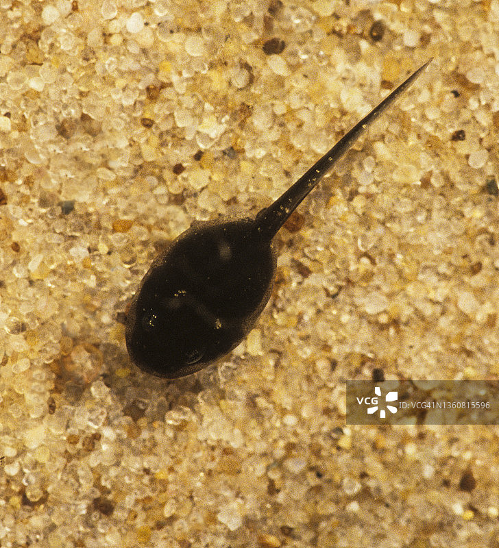 美洲东部蟾蜍蝌蚪图片素材