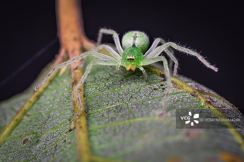 绿色猎人蜘蛛的微距照片图片素材