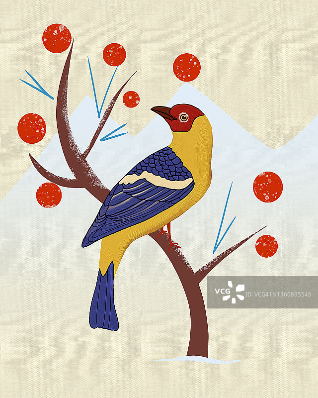 吃浆果的唐纳雀图片素材