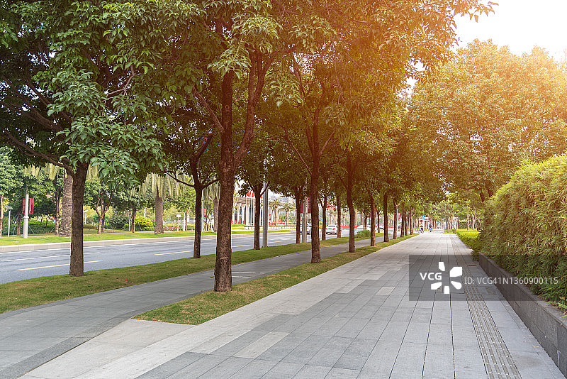 阳光下的人行道和行道树图片素材