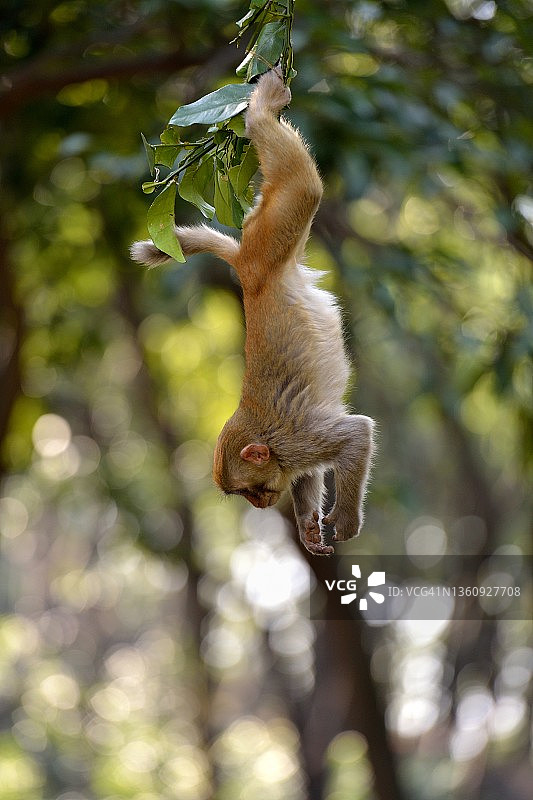 在树林里玩耍的小猴子图片素材