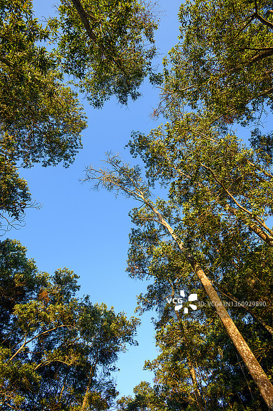 晴朗阳光下森林仰视视角，天空蔚蓝图片素材
