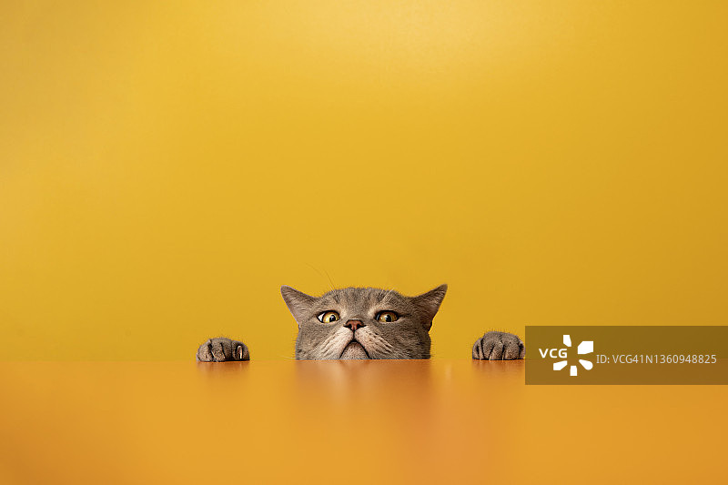 向上看去的兴奋的猫图片素材