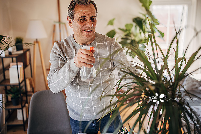 男人给室内植物浇水图片素材