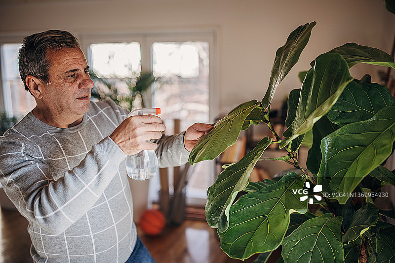 男子养护室内植物图片素材