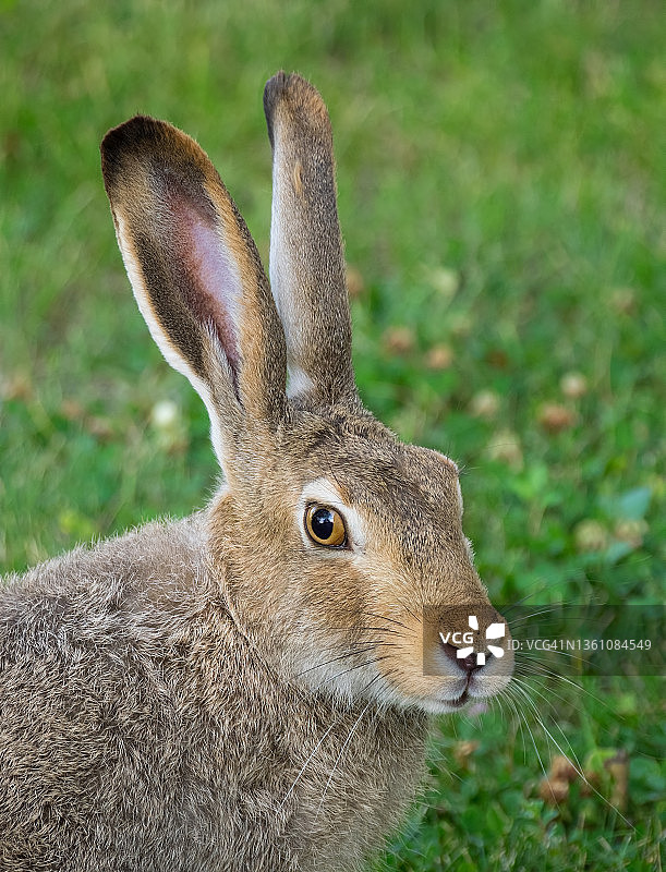 北美黑尾兔肖像图片素材