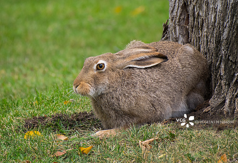 白尾长耳大野兔在树旁休息图片素材