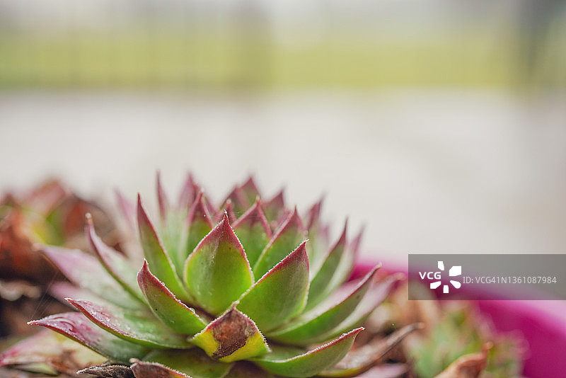 禅意盆栽图片素材