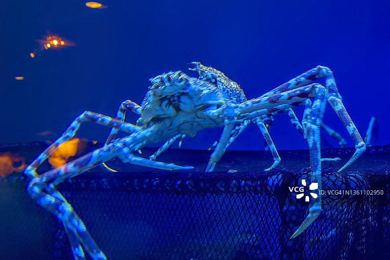 帝王蟹图片素材