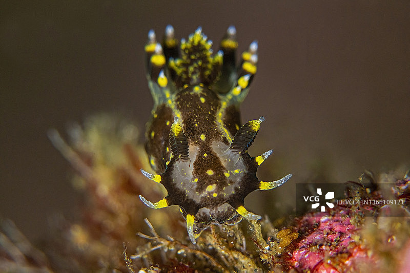 海蛞蝓2Apr9-21图片素材