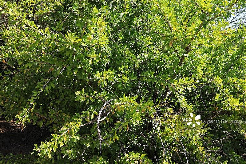 红树林图片素材