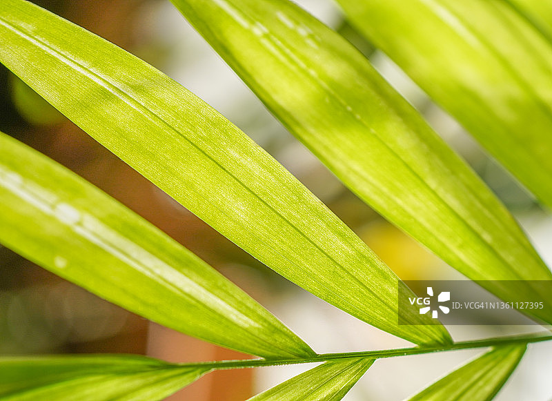 常绿盆栽植物图片素材