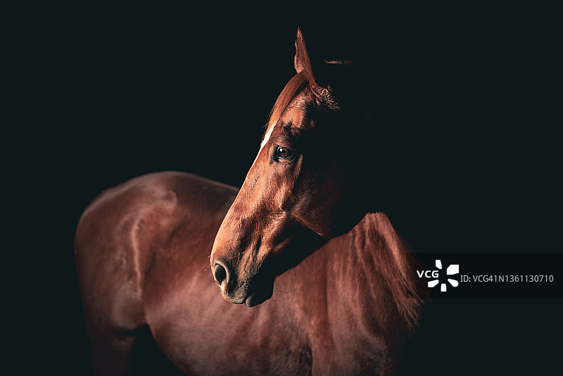 向左看的深色海湾马头创意摄影图片素材