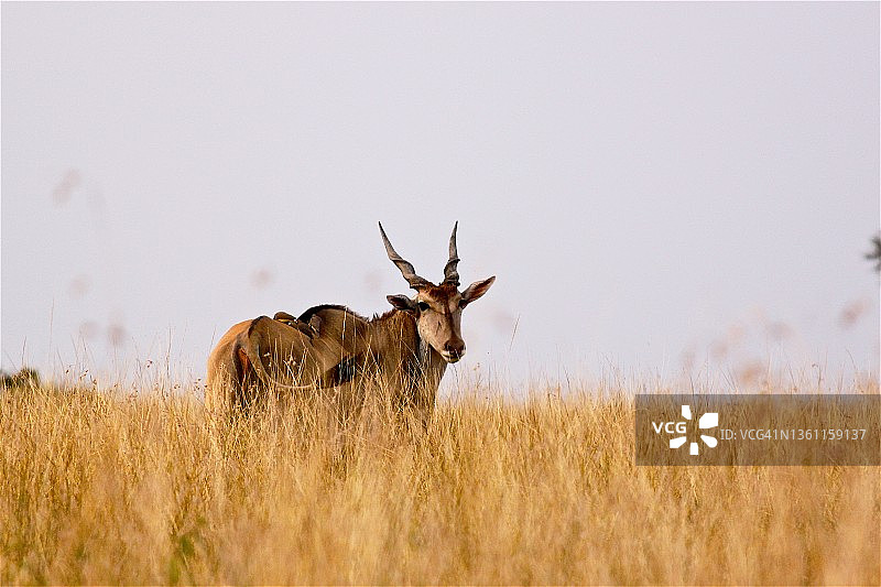 热带草原的非洲大羚羊图片素材