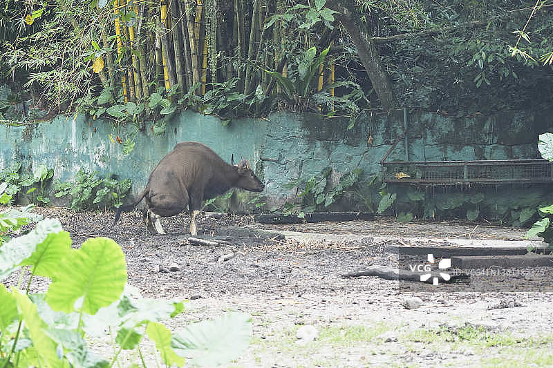 印度野牛图片素材
