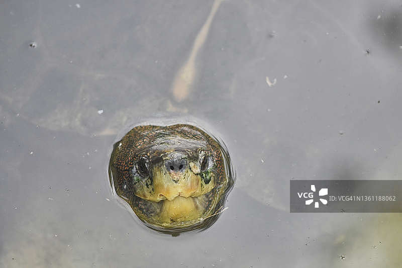 黄头庙龟图片素材