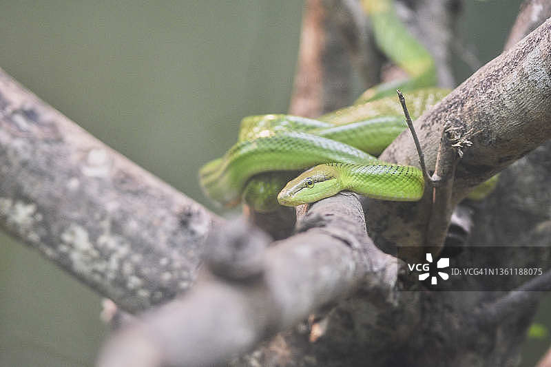 翠青蛇图片素材