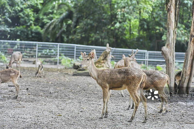 爪哇鹿或巽他黑鹿图片素材